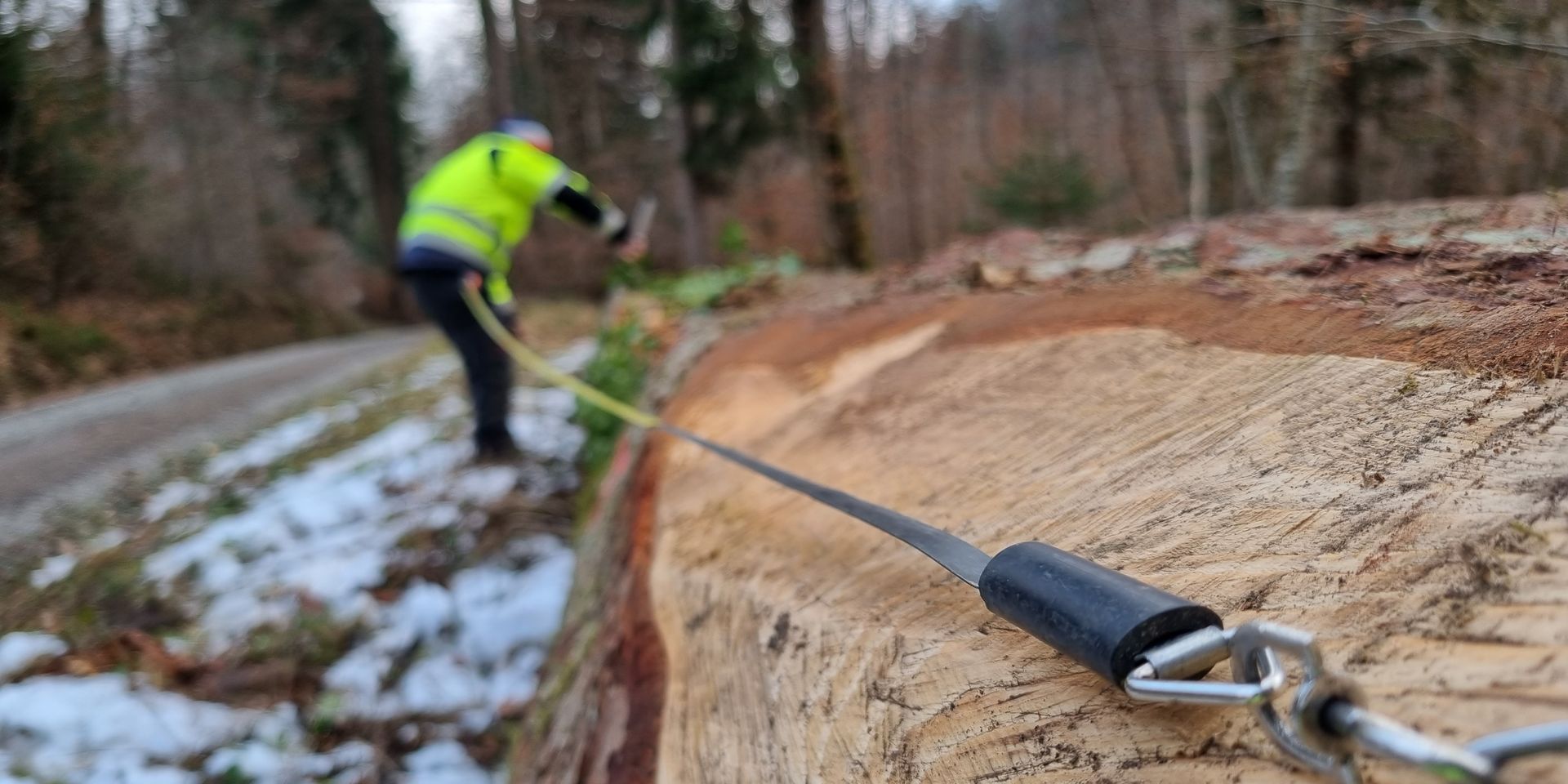 Ausmessen der Baumstämme.