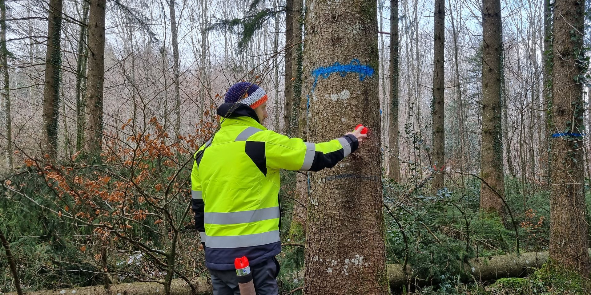 Markierung der Bäume
