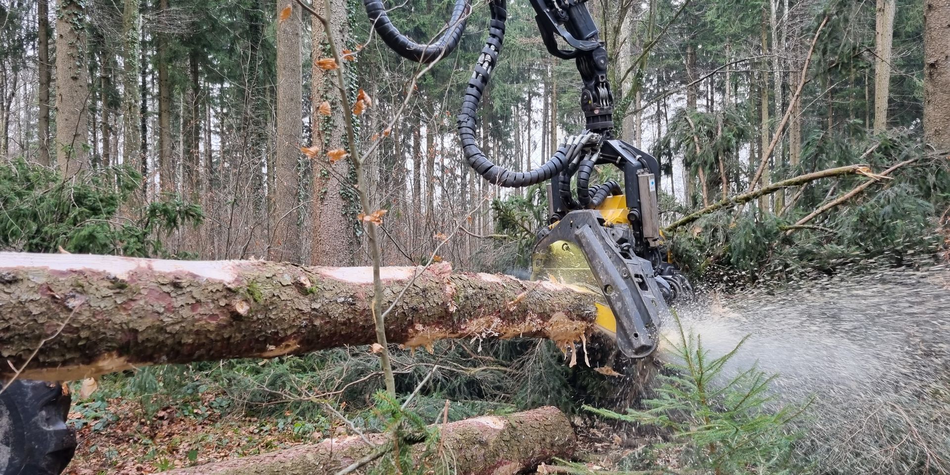 Der Baum wird maschinell entastet.