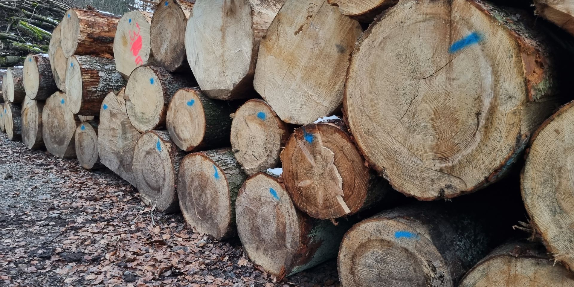Zwischenlagerung im Wald.