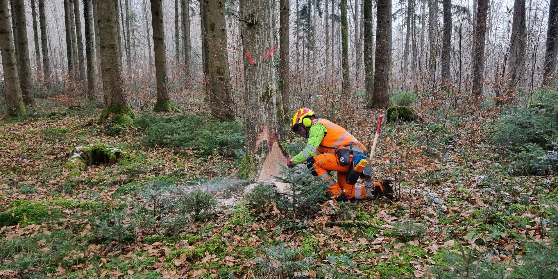Der Baum wird gefällt.